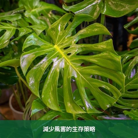 龜背芋 葉子垂|龜背芋葉垂的緣由與護理技巧：讓你的植物保持活力